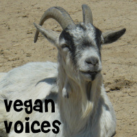 VV Forum Intro #1